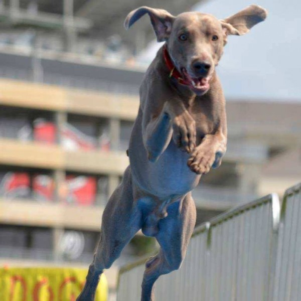 Weimaraner