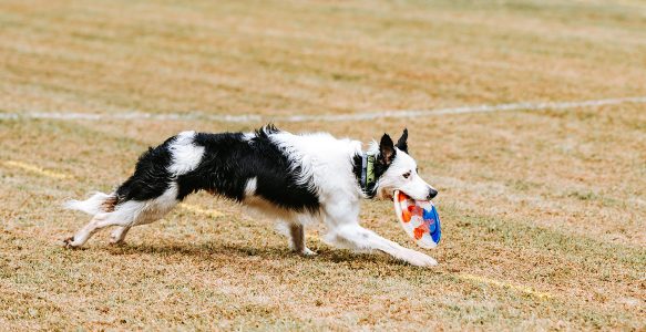 UpDog CHALLENGE !!   (Frisbee)