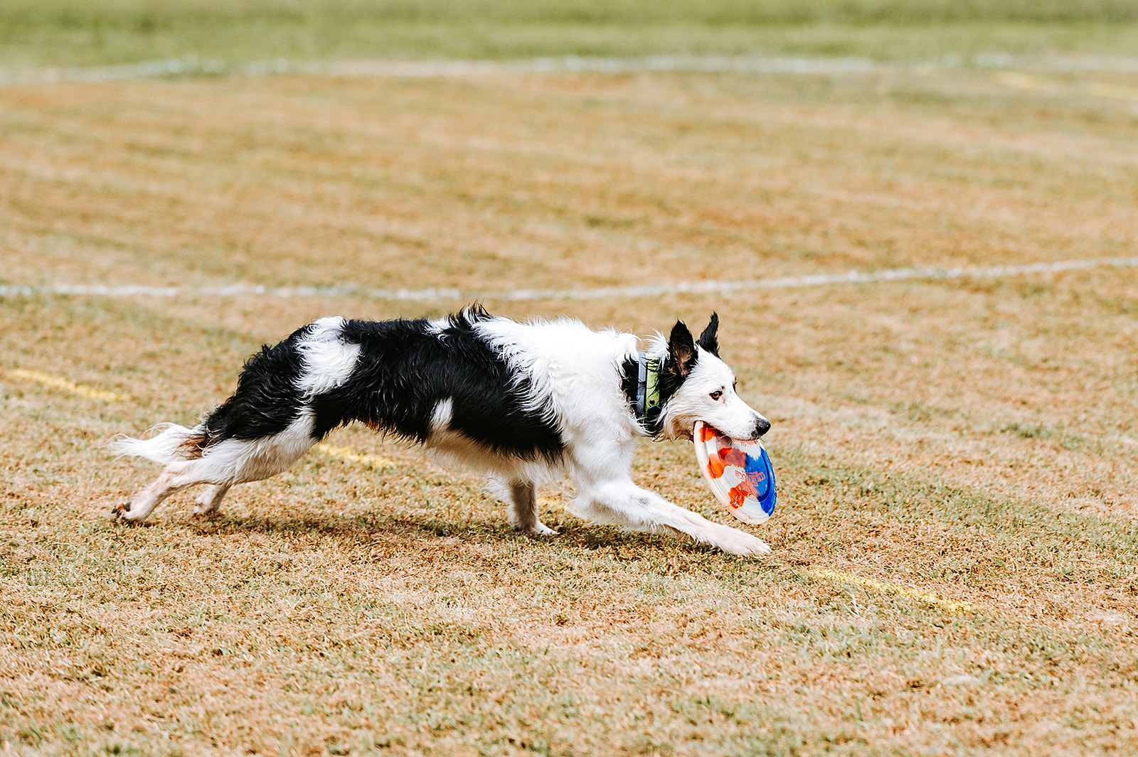 Cross Creek Farm Canine Water Sports