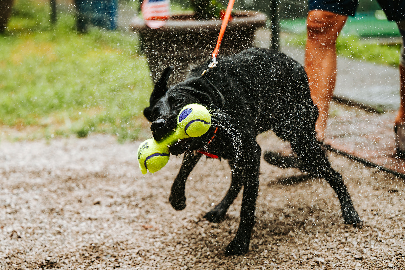 Cross Creek Farm Canine Water Sports