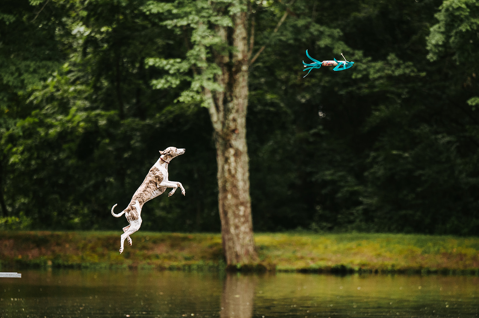 Cross Creek Farm Canine Water Sports