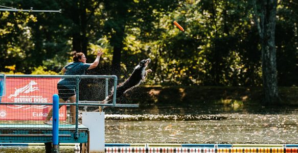 Dock Diving