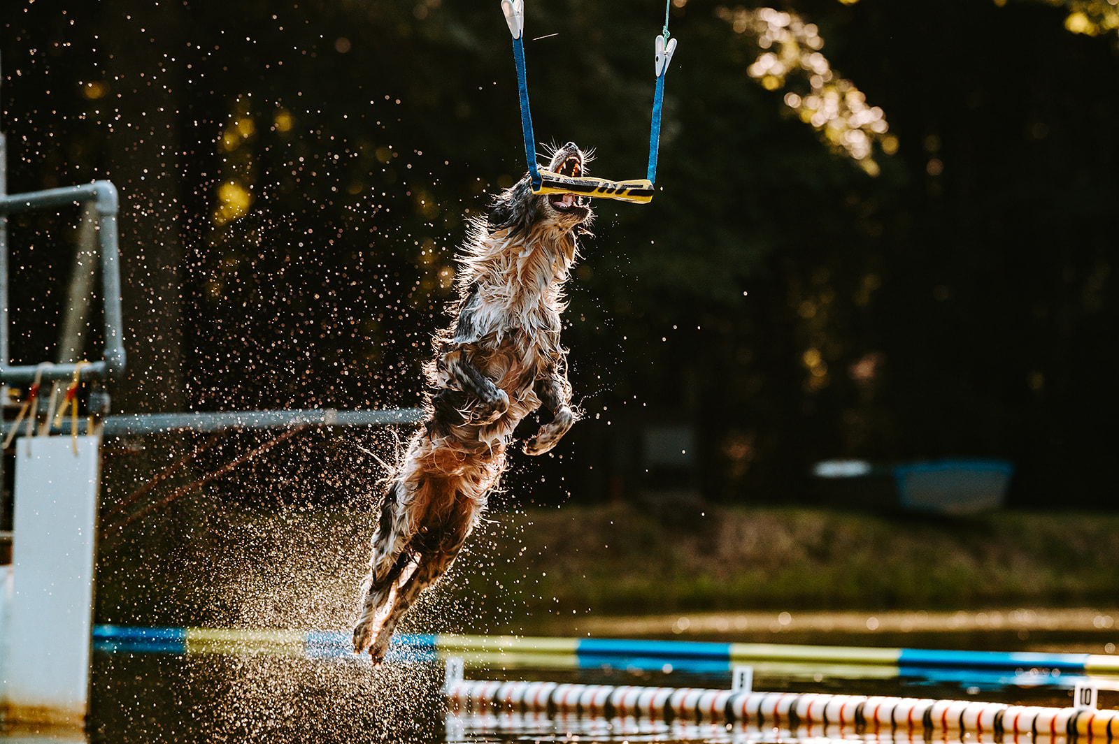 Cross Creek Farm Canine Water Sports