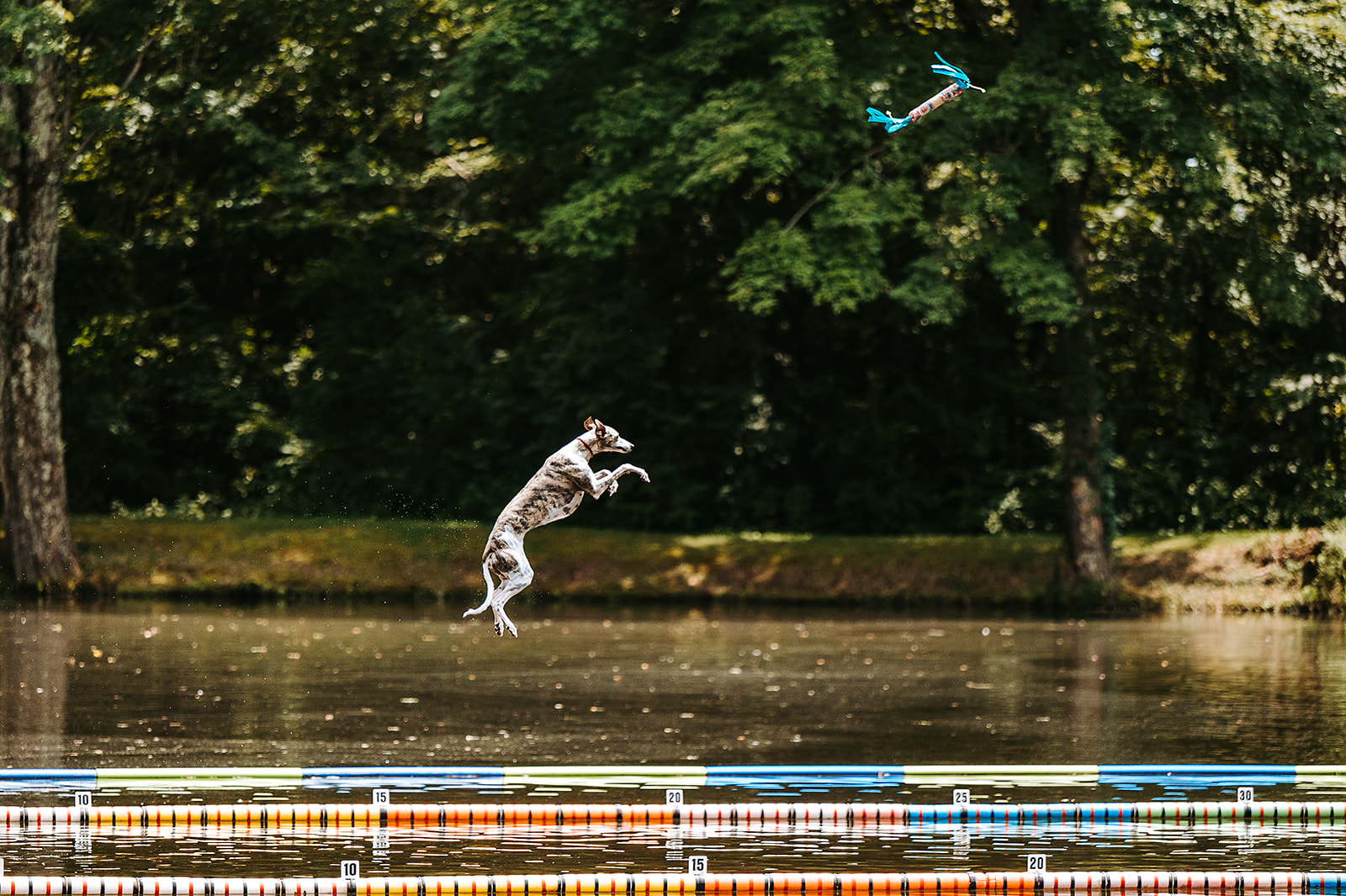 Dock Diving Cross Creek Farm Canine Water Sports