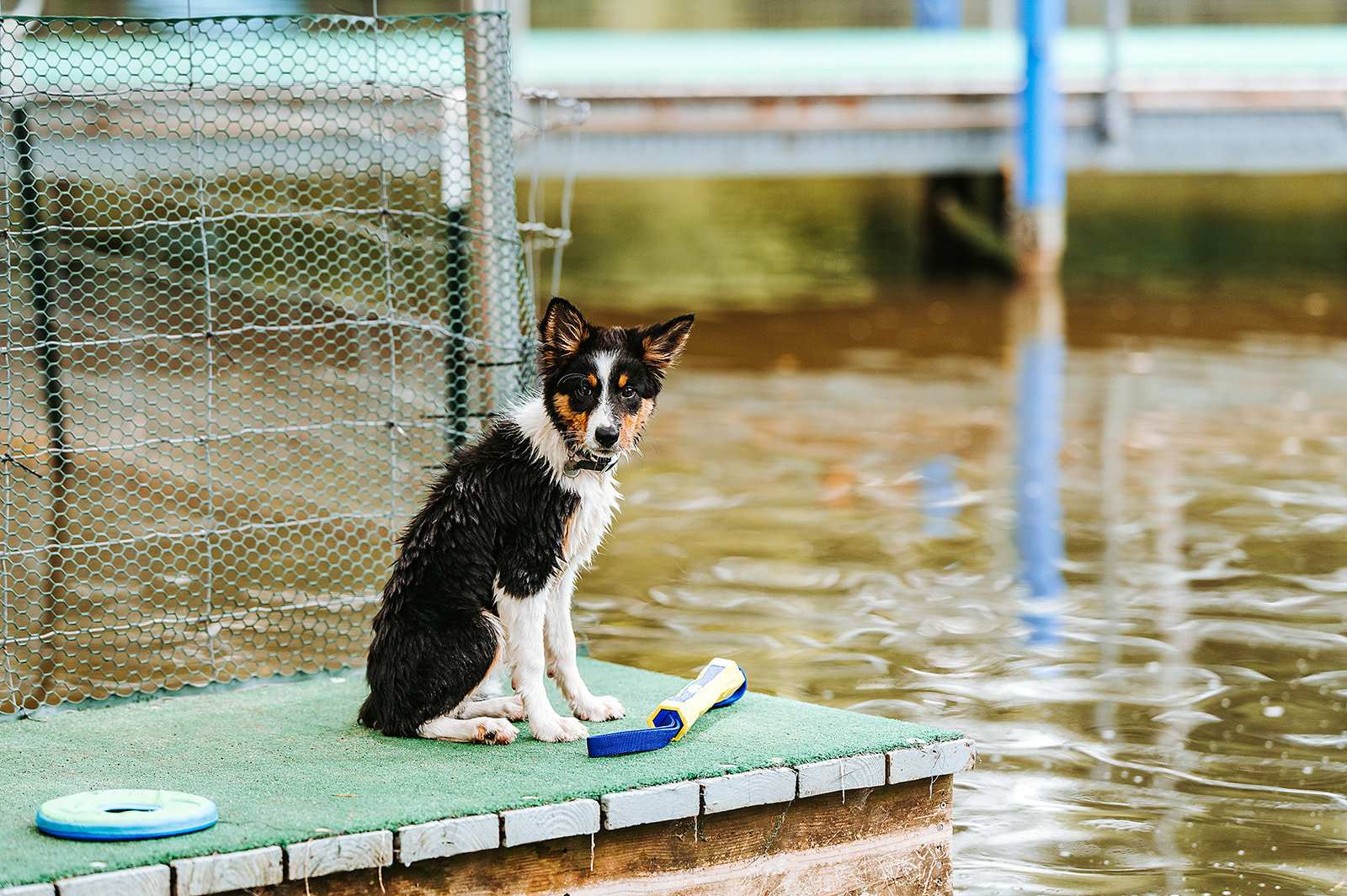 Cross Creek Farm Canine Water Sports